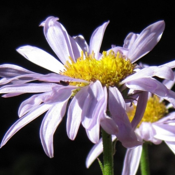 western mountain aster
