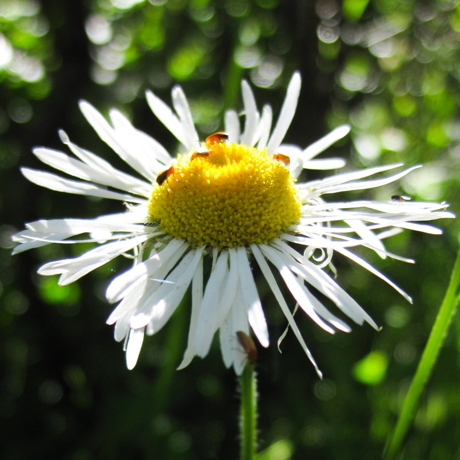 fleabane daisy