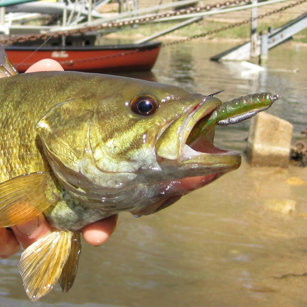 Micropterus dolomieu