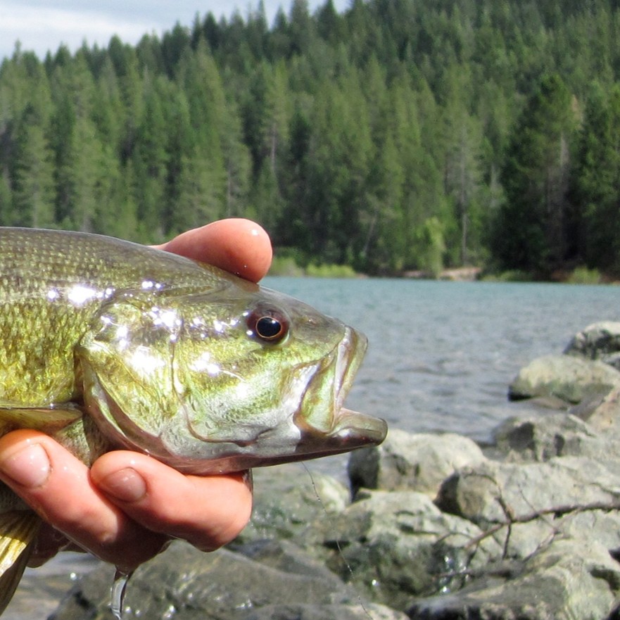 California smallmouth bass