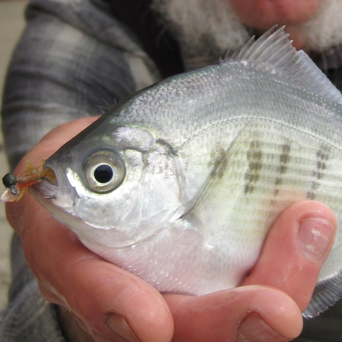 silver surfperch