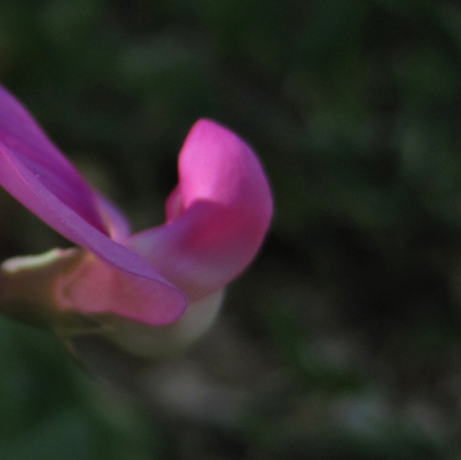 everlasting pea