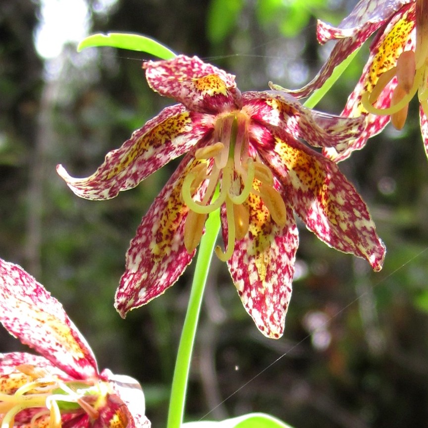 checker-lily