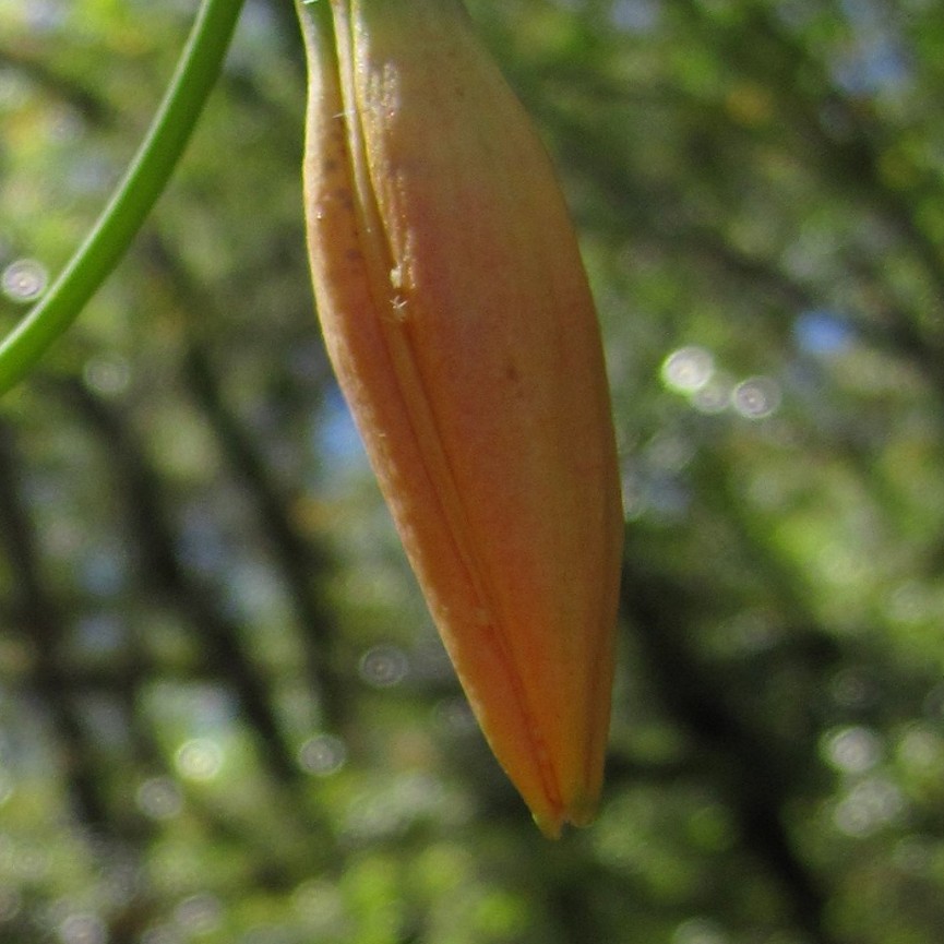 leopard lily