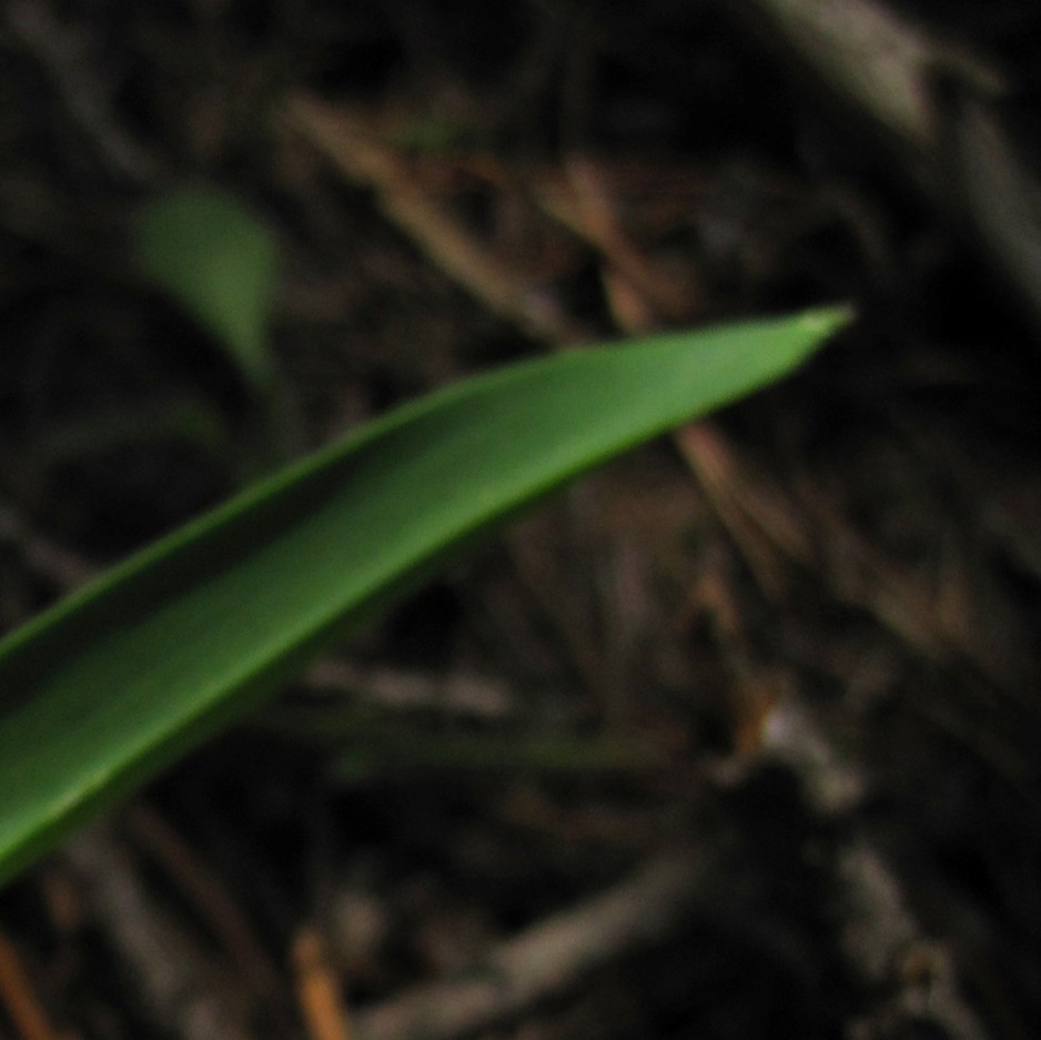 star tulip