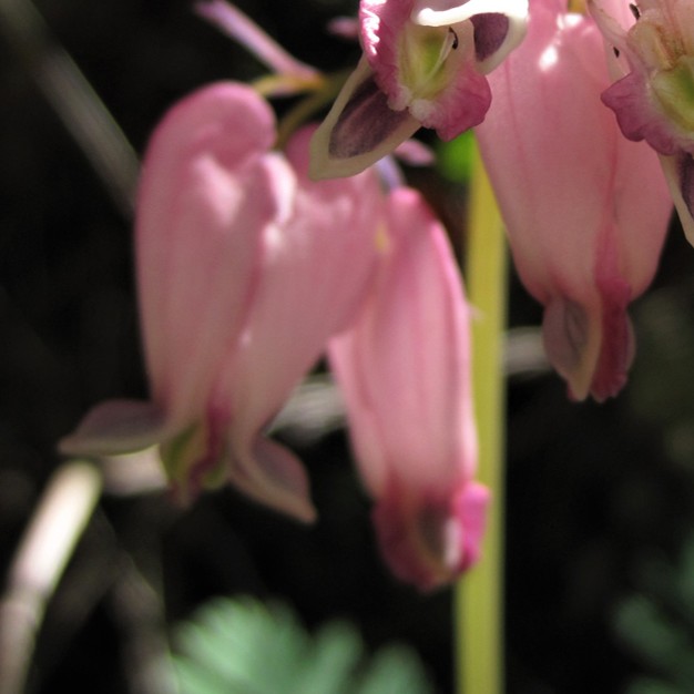 bleeding hearts