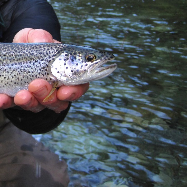 cutthroat trout - sea-run