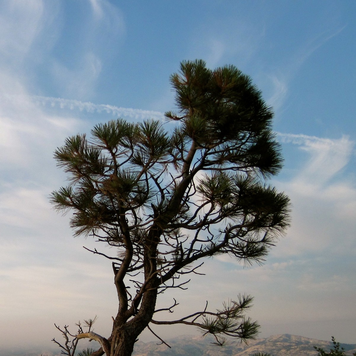 Truckee River, Blackwood Creek 3