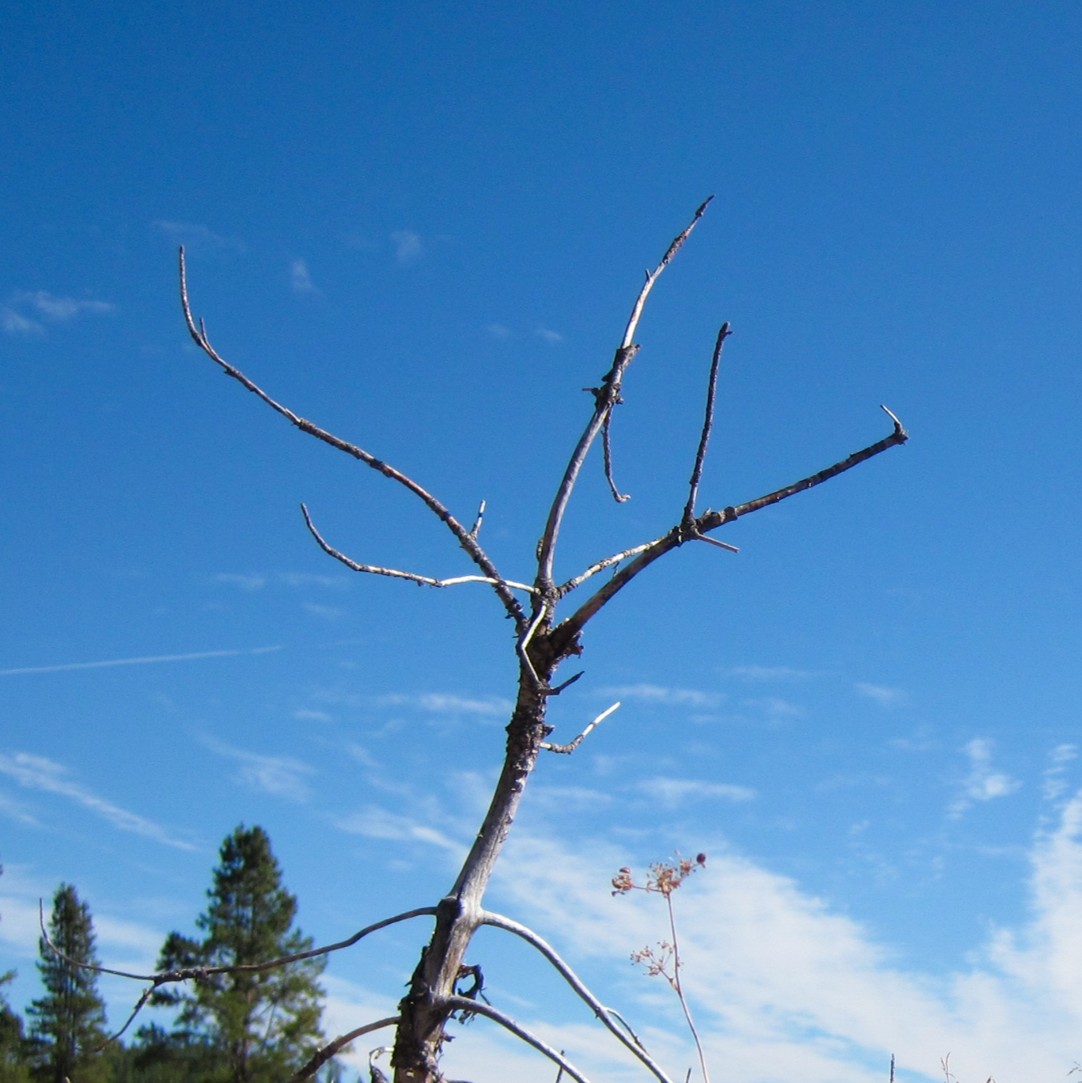 Truckee River, Sagehen Creek 4
